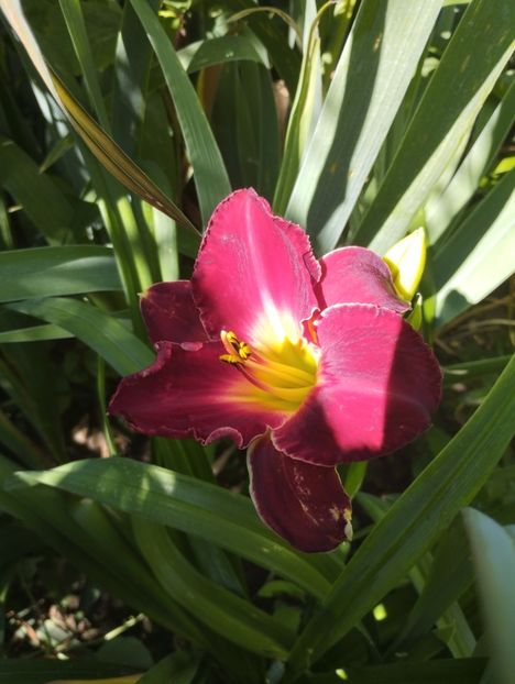  - Hemerocalisi 2025 vol2