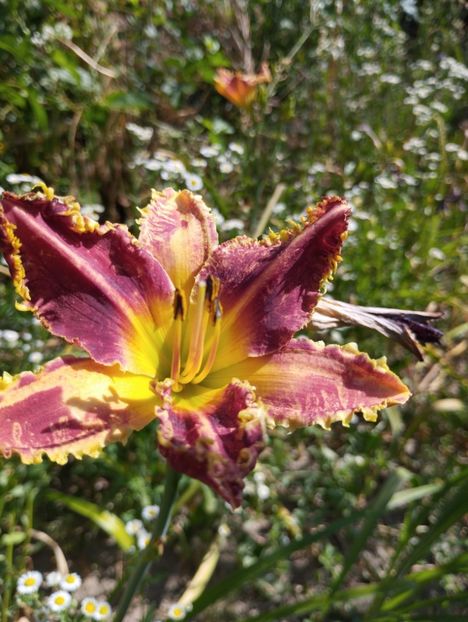  - Hemerocalisi 2025 vol2