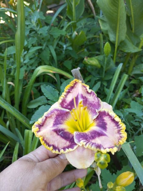  - Hemerocalisi 2025 vol2