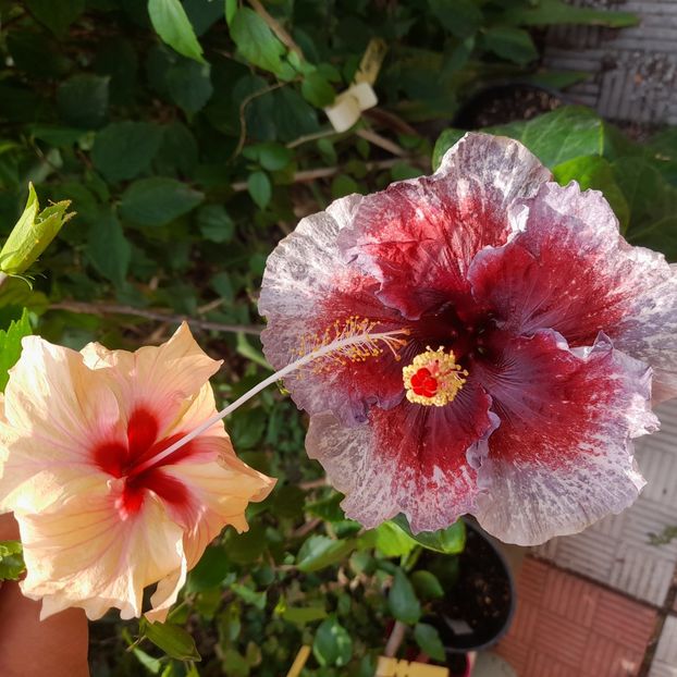 23.07.2025 - HIBISCUSI 2025-3