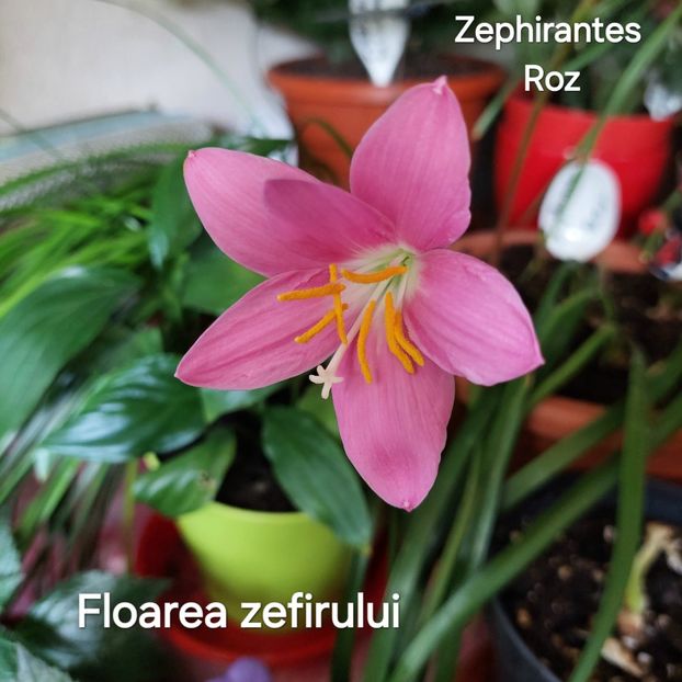 20250713_151613 17.47.40 - 2024- Zephirantes