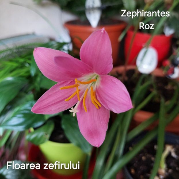  - 2024- Zephirantes