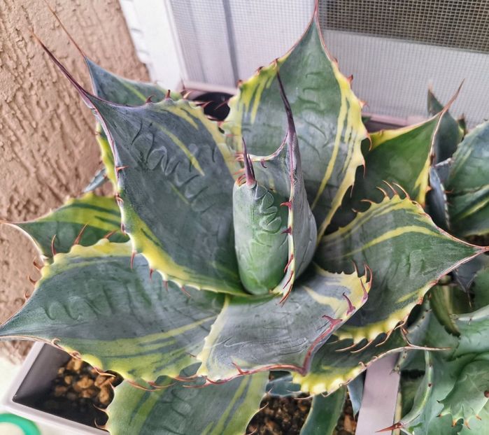 Parrasana Fireball 2025 - Agave Parrasana