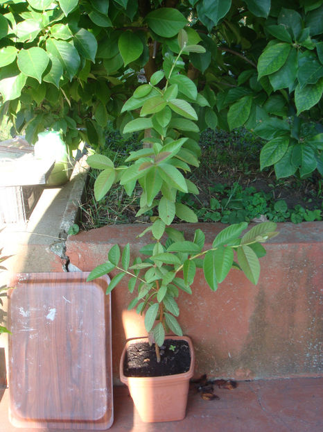 23.07.2025 - Guava
