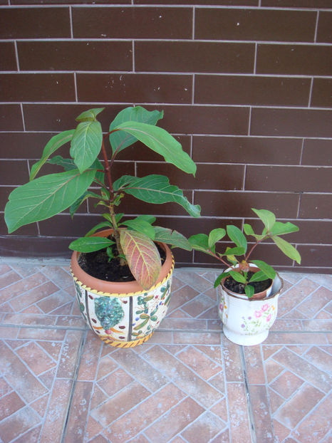 23.07.2025 - Piersic african