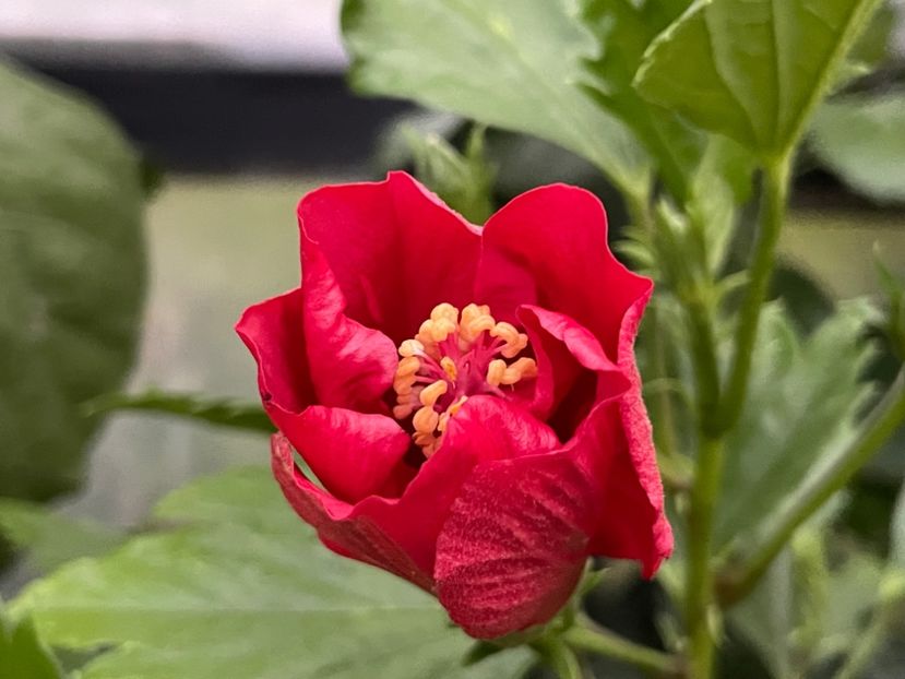  - DN Christmas Candy