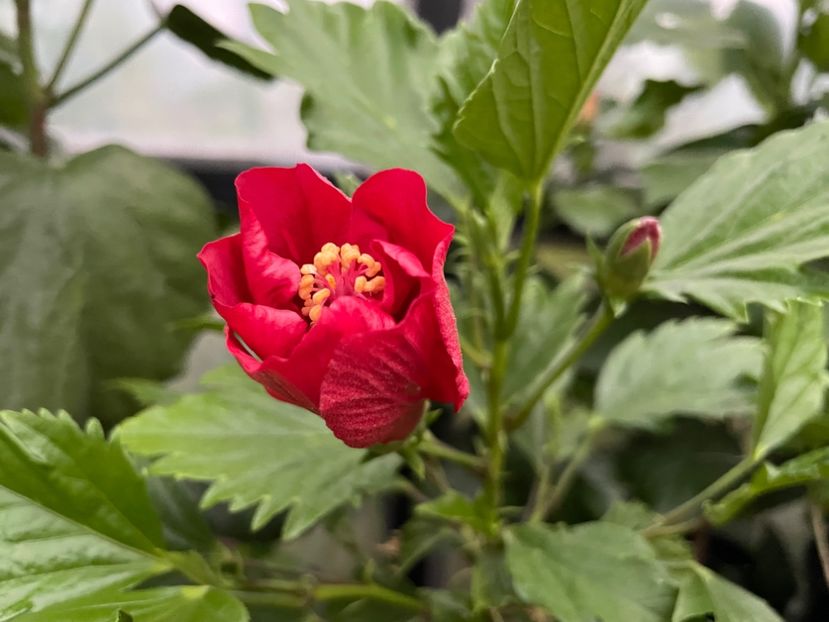  - DN Christmas Candy