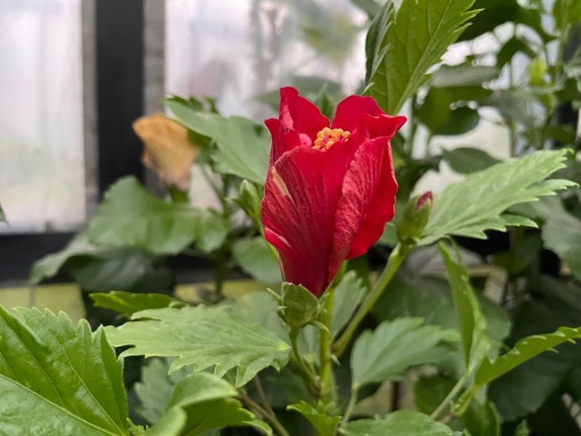  - DN Christmas Candy