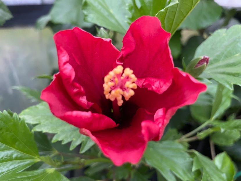  - DN Christmas Candy