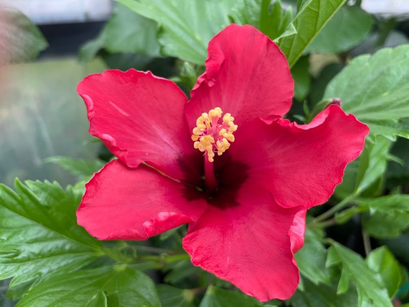  - DN Christmas Candy