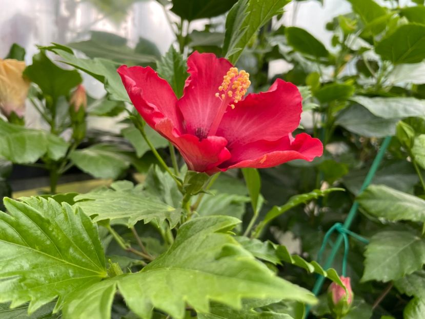  - DN Christmas Candy