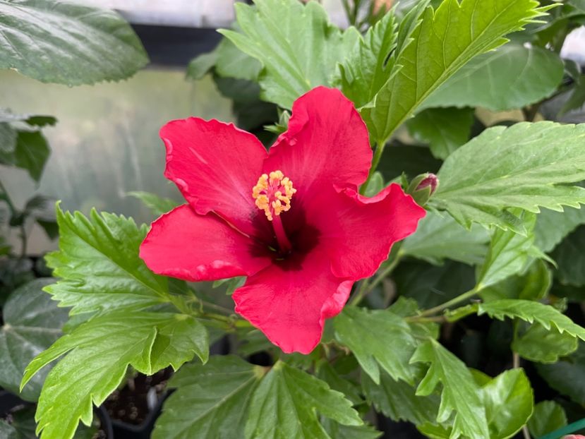  - DN Christmas Candy