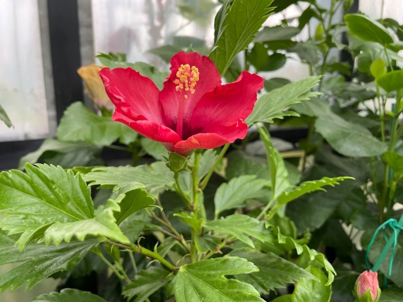  - DN Christmas Candy