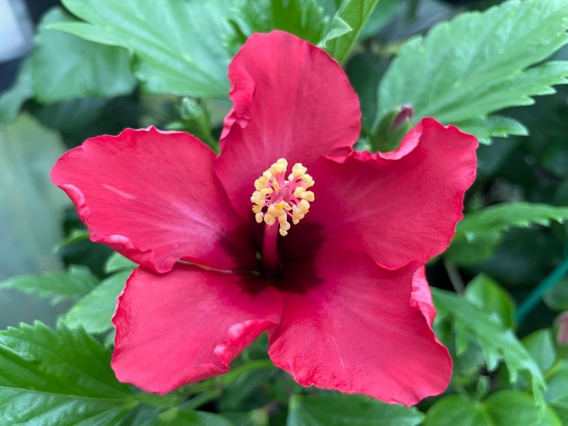  - DN Christmas Candy