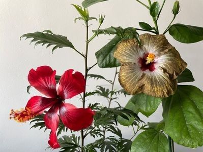 christmas dreams x esmeralda - DN Christmas Candy