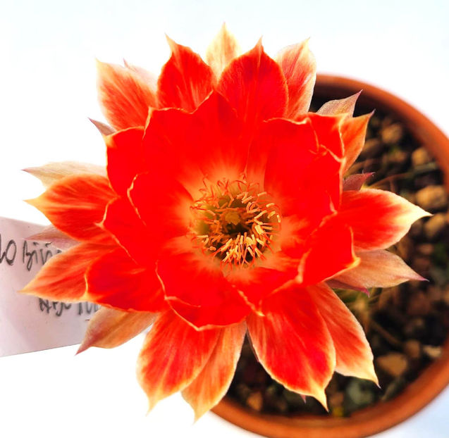 Lobivia hb NBC 128 - Lobivia hb NBC 128