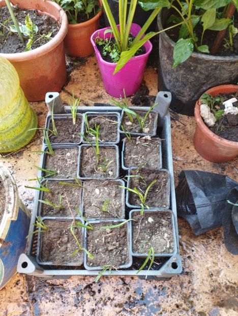  - Hemerocalisi 2025 vol2