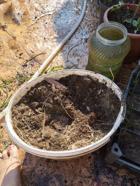  - Hemerocalisi 2025 vol2