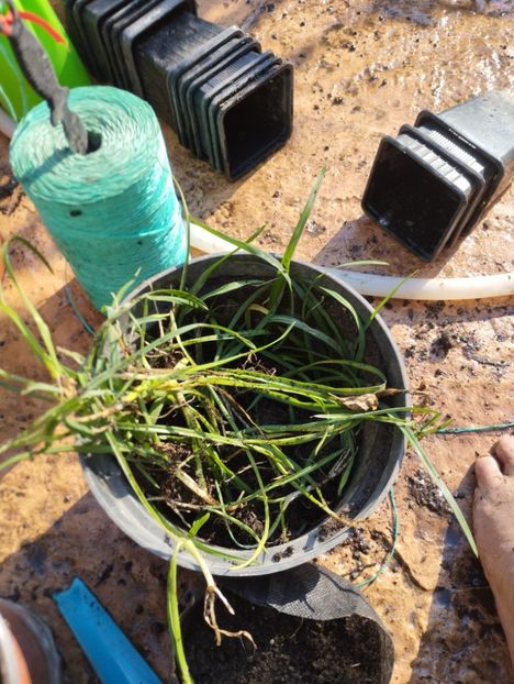  - Hemerocalisi 2025 vol2