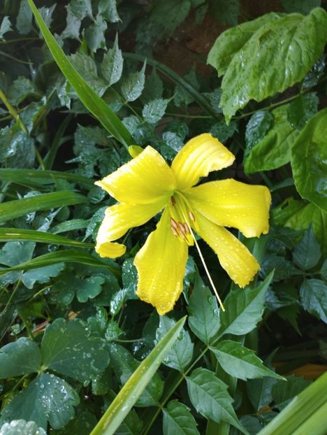  - Hemerocalisi 2025 vol2