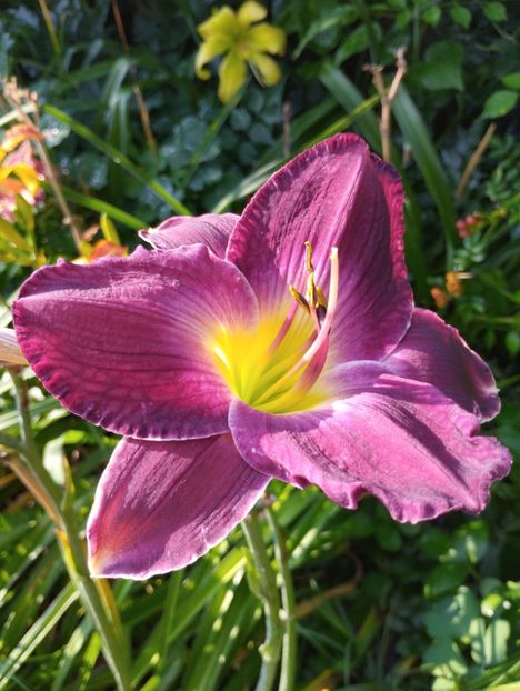  - Hemerocalisi 2025 vol2