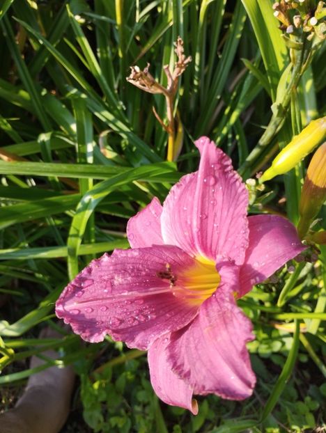  - Hemerocalisi 2025 vol2