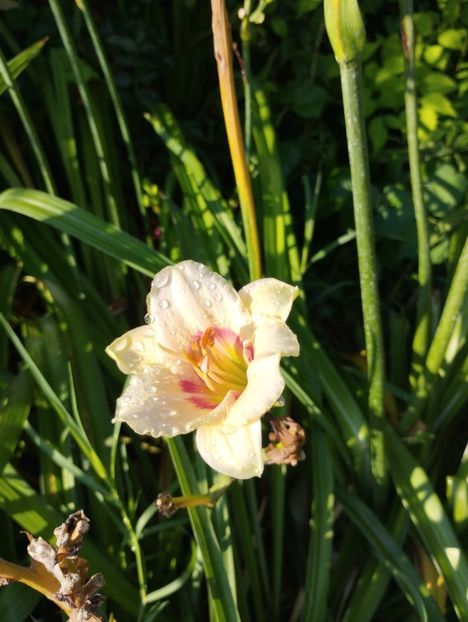  - Hemerocalisi 2025 vol2