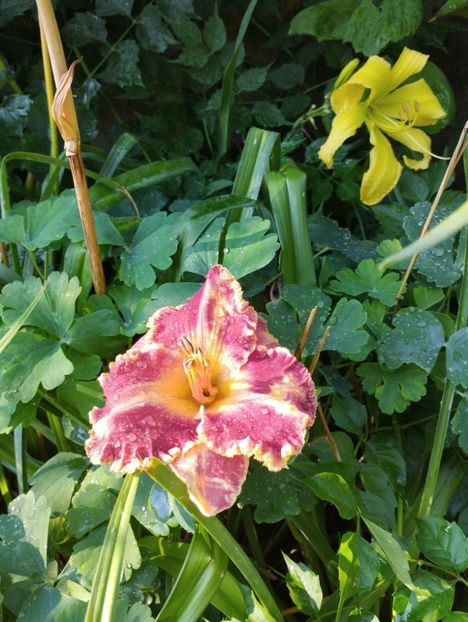  - Hemerocalisi 2025 vol2