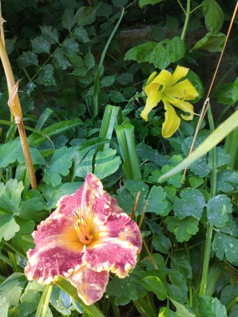  - Hemerocalisi 2025 vol2