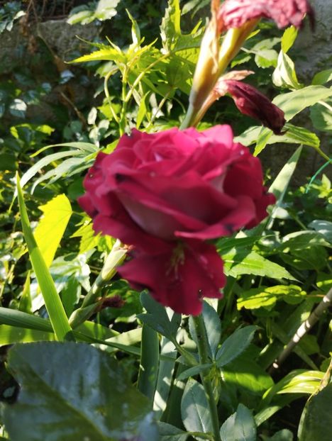  - Trandafiri 2025 ll