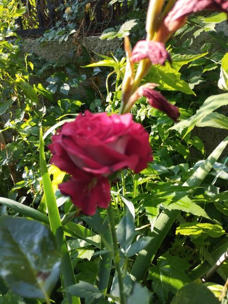  - Trandafiri 2025 ll