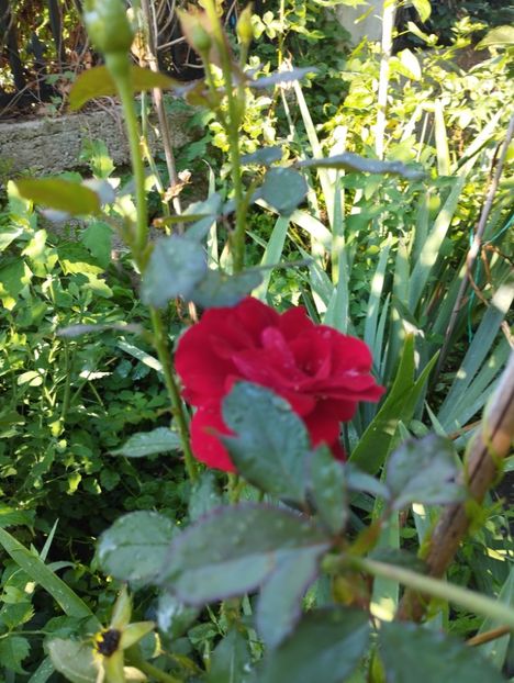  - Trandafiri 2025 ll