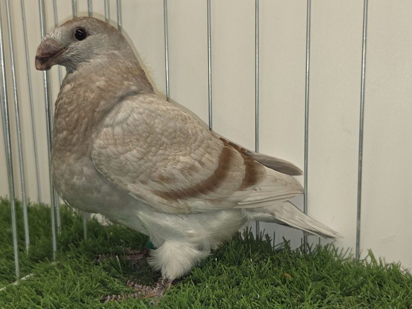 FEMELĂ RO 25 - 94 - FEMELE ASR 2026