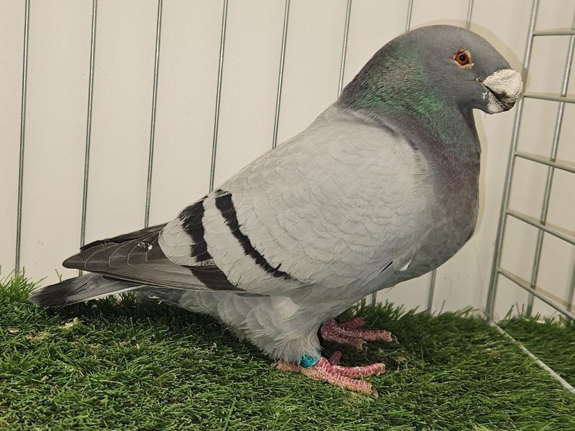 MASCUL USA 2018 NPA 2278 - MATCA MASCULI ASR 2026