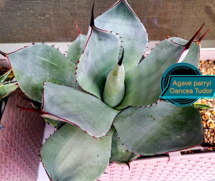 Agave parryi 2025 - Agave Parryi