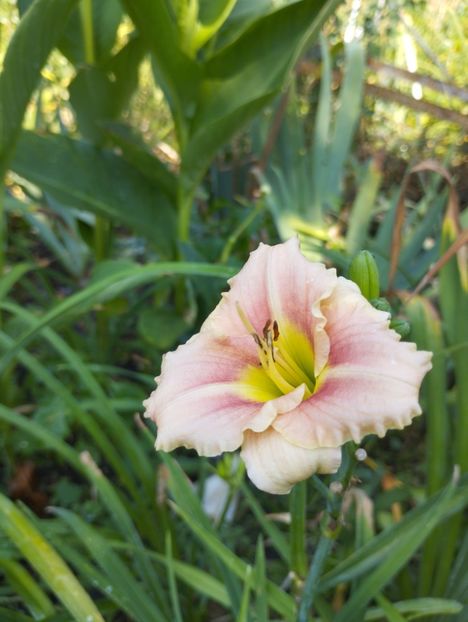  - Hemerocalisi 2025 vol2