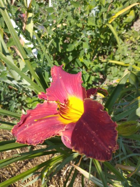  - Hemerocalisi 2025 vol2