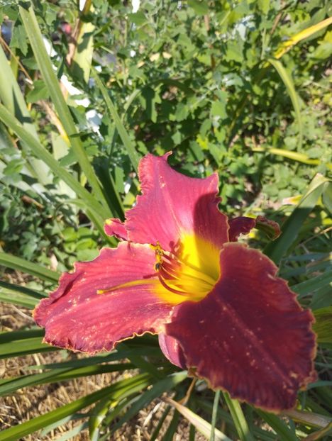  - Hemerocalisi 2025 vol2