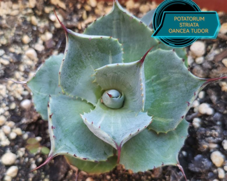 Agave Potatorum Striata 2025 - Agave Potatorum