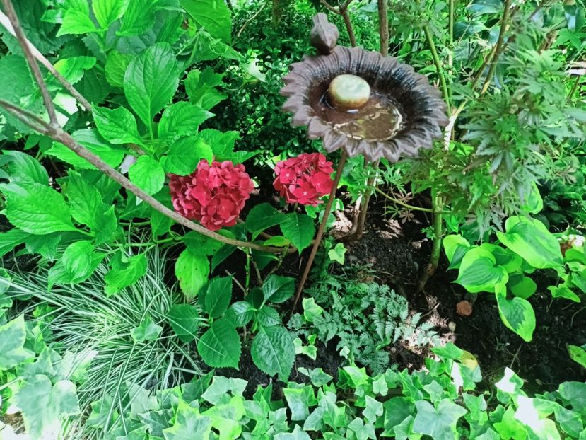 Hortensia macrophylla Royal Red și Hosta Atlantis - Grădina 2025 continuare 4