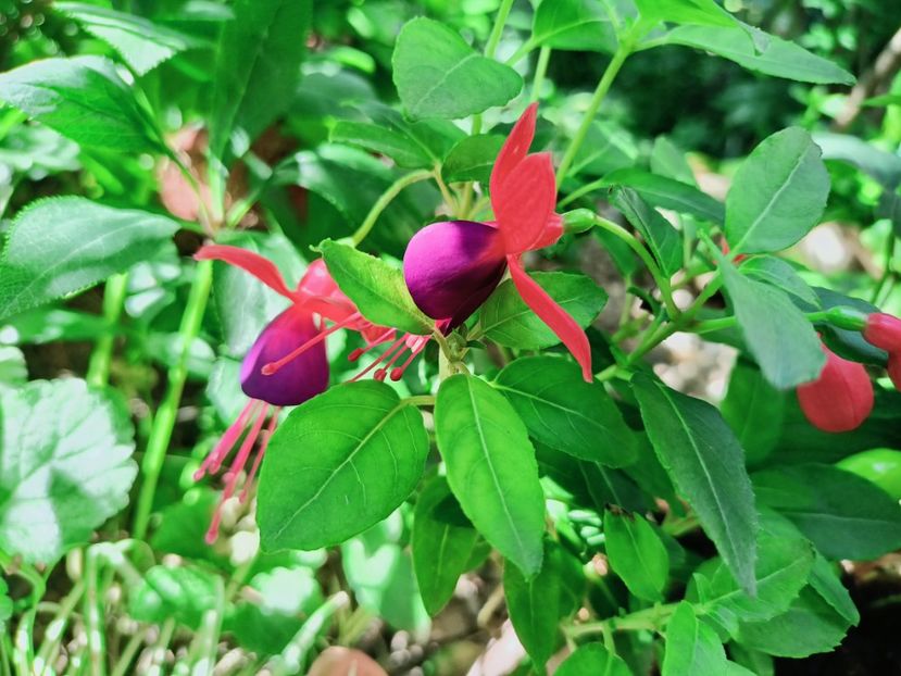 Fuchsia - Grădina 2025 continuare 4