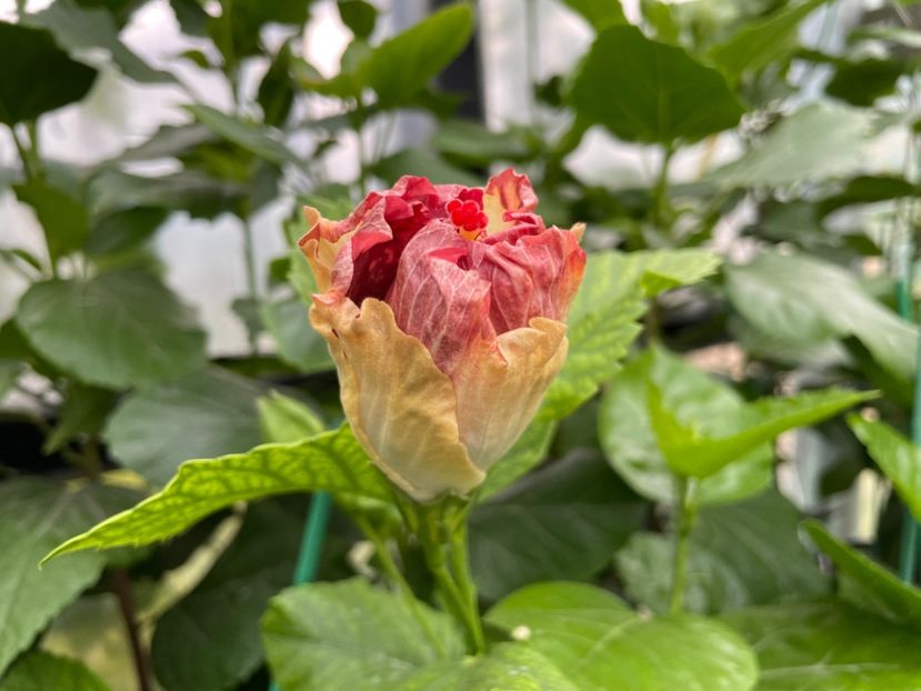  - Luv -Posog- Memories