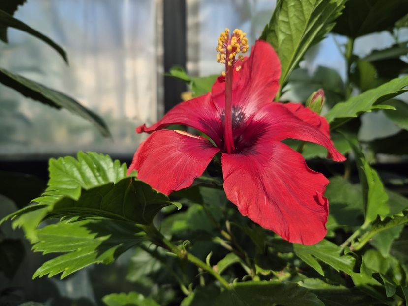 14970f32-1d30-486e-83ce-129efd0b4f21 - DN Christmas Candy