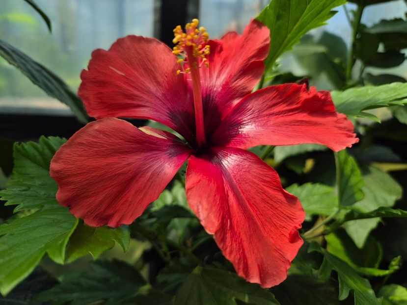 70307b6c-bfab-498b-b49e-bcc823712724 - DN Christmas Candy