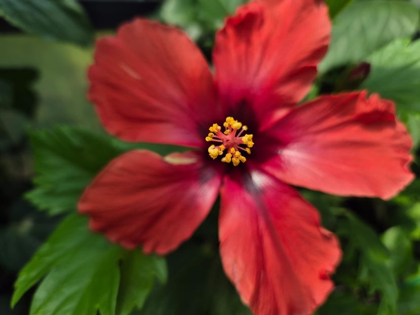 05ed8e1f-1324-42f4-8689-4b85b0ad4327 - DN Christmas Candy