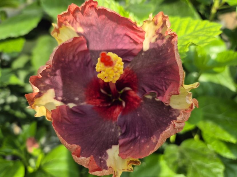 ed2eac0a-d006-4266-9b44-112334d04fac - Luv -Posog- Memories