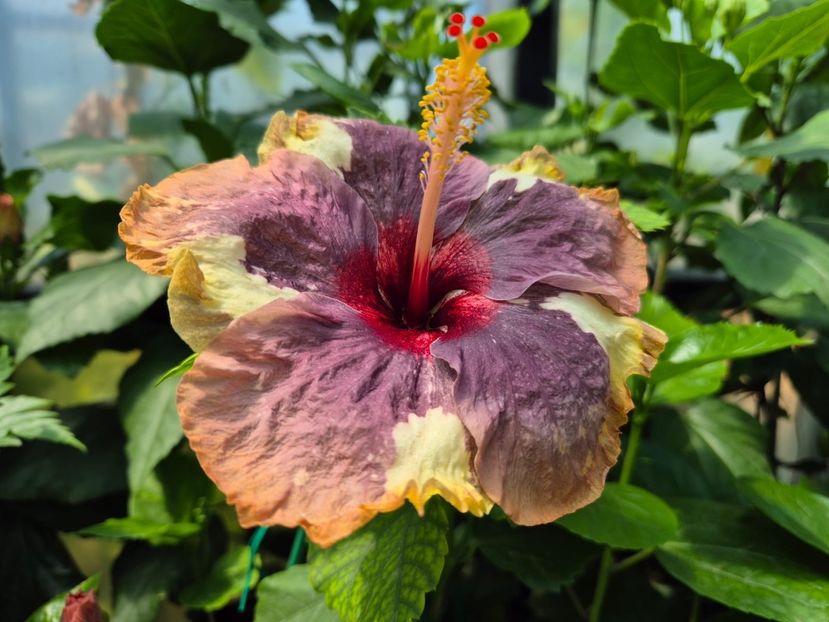 c5e6d40d-8226-4bbf-8d10-dd04723e8d77 - Luv -Posog- Memories