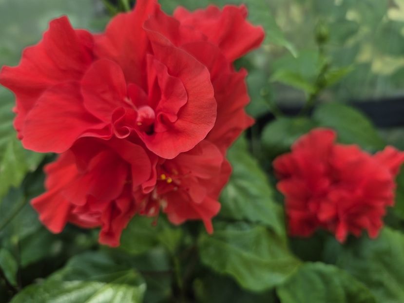 9266e2e4-aa54-4982-b3db-31169135803b - Dianthoides