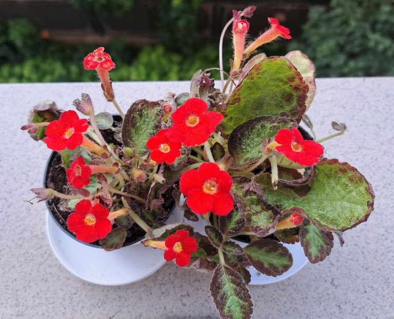  - Episcia