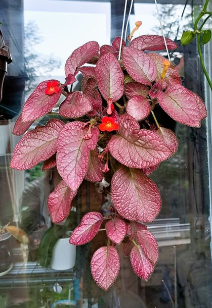  - Episcia